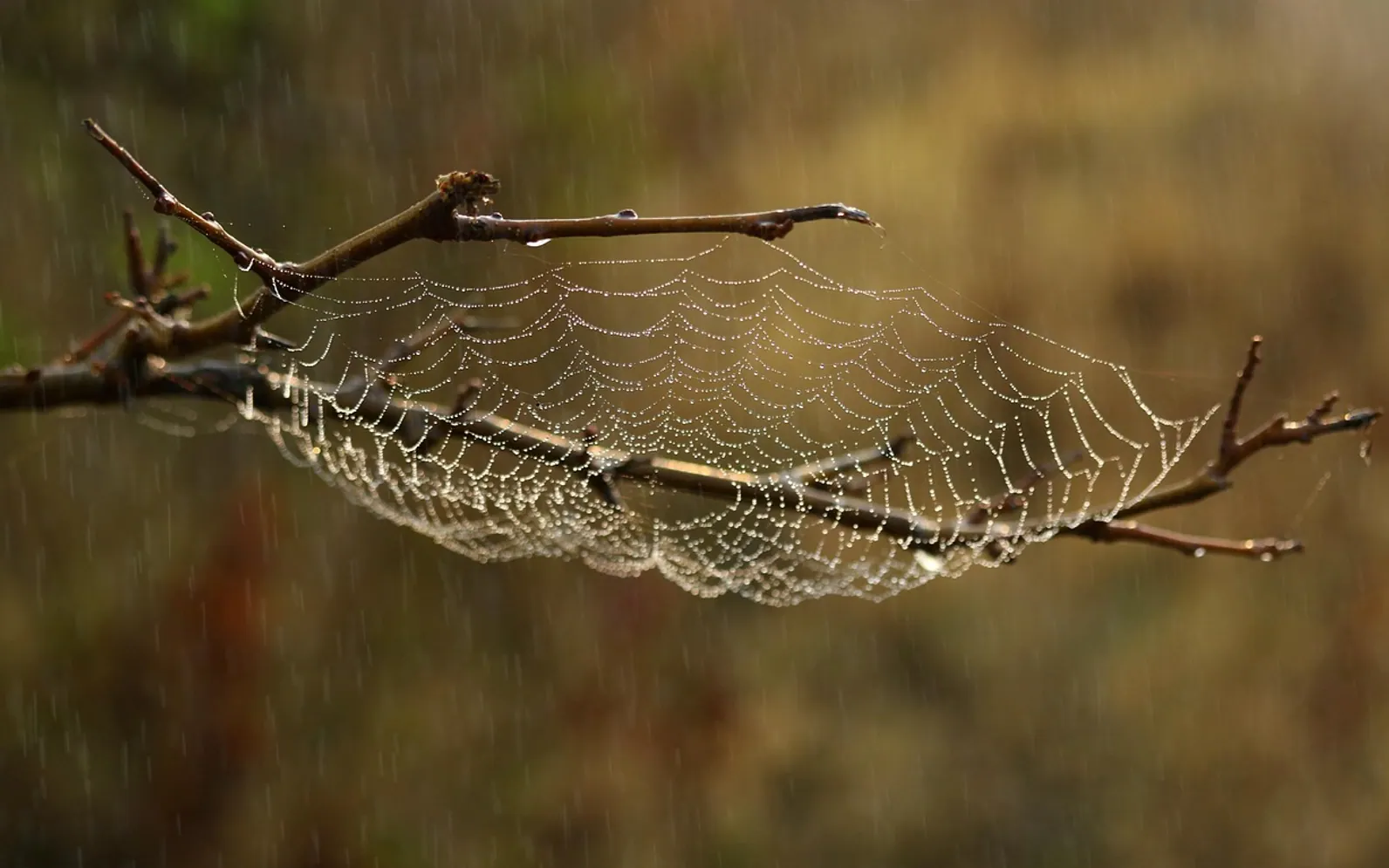 Spider web, web and habitat